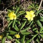 Anemone ranunculoides Habit