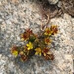 Sedum alpestre Habitat