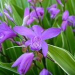 Bletilla striata Квітка