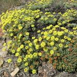 Eriogonum caespitosum Hábitos