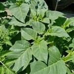 Datura inoxia Leaf