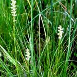 Spiranthes delitescens