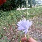 Cichorium intybusΛουλούδι