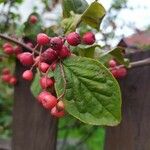 Cotoneaster bullatus Fruit