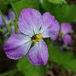 Raphanus raphanistrum Flower