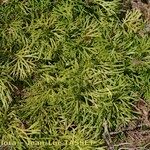 Lycopodium × zeilleri Elinympäristö