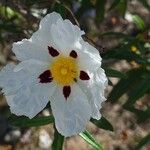 Cistus ladanifer Цвят