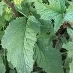 Brassica rapa 葉