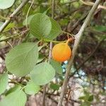 Adenia fruticosa फल