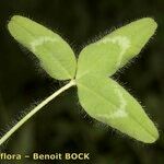 Trifolium diffusum Feuille