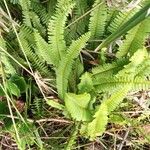 Nephrolepis cordifolia Blad