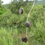 Medicago orbicularis Fruit