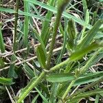 Cycnium tubulosum Leaf