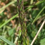 Poa cenisia Fruchs