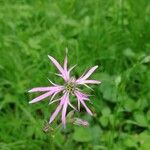 Lychnis flos-cuculi Blüte
