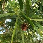 Acacia spirorbis Fruit