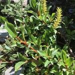 Salix hastata अन्य