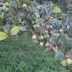 Crataegus crus-galli Fruit