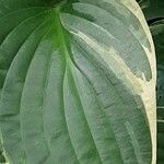 Hosta plantaginea Blad