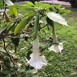 Datura stramonium Flower