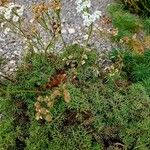 Achillea erba-rotta Leaf