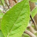 Viburnum lantana Levél