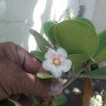 Clusia grandiflora 葉