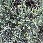 Euphorbia aphylla Hoja