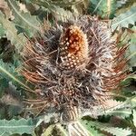 Banksia prionotes Vrucht