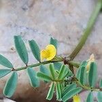 Hippocrepis biflora Fula