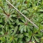 Iberis ciliata Likasa