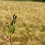 Legousia hybrida Frucht