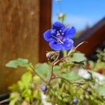 Phacelia campanularia Floro