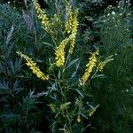 Melilotus officinalis Alkat (teljes növény)