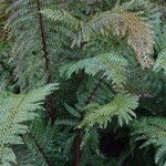 Polystichum setiferum Συνήθη χαρακτηριστικά