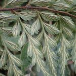 Asplenium bipartitum Fruit