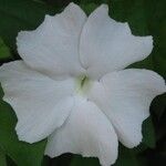 Thunbergia fragrans Flower
