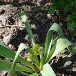 Allium chamaemoly Kukka