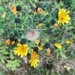 Hieracium sabaudumFloare