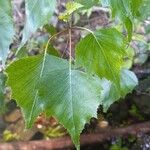 Betula populifolia Folha