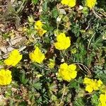 Potentilla pusilla Fiore