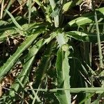 Sonchus maritimus Liść