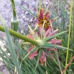 Tragopogon crocifolius Floare