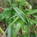 Crinum × powellii পাতা