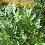 Artemisia absinthiumFulla