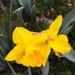 Narcissus pseudonarcissus Lorea