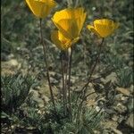 Eschscholzia glyptosperma ᱛᱟᱦᱮᱸ