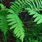 Osmunda regalis Blad