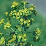 Euphorbia esula Flower