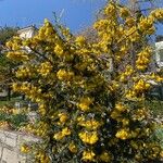 Sophora denudata Hábito